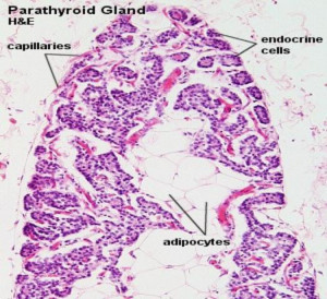 Thyroid and Parathyroid Glands Location