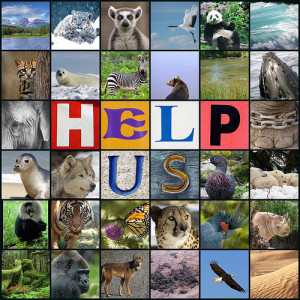 Endangered Species Act/ Host an “Endangered Species Day”