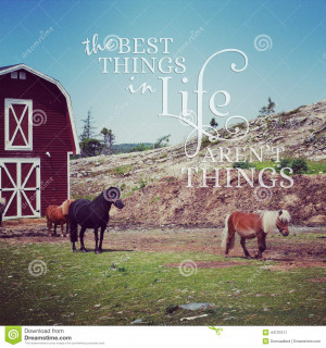 ... images of ` Instagram of miniature ponies with inspirational quote