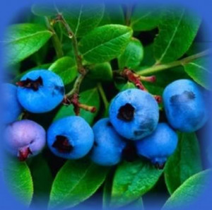 blueberry Image