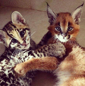 These two cute cuddle buddies