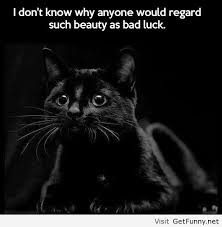 Black Cat Funny Quotes