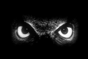 Black And White Owl Eye