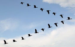 Can’t Keep Up? See What Geese Can Show You About Good Team Work