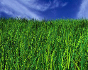 Where The Green Grass Grows....