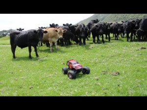 Strange Animal Behavior: Cows Chase Remote Car Like A Cat