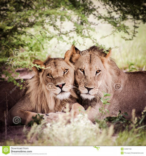 Lion And Lioness Love Quotes Lioness and lion - viewing