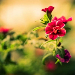 Islamic Quotes and Sayings # Leadership