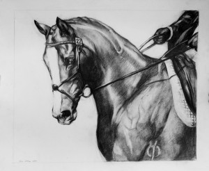 Dressage Horse Wisdom - If Dressage Horses Could Talk Â©