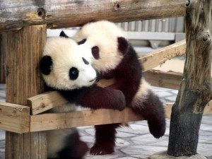 pandas kissing