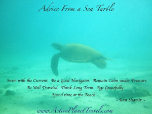 advice from a sea turtle