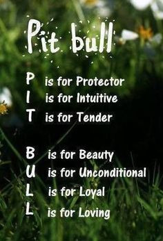 Pit bull quotes #dogquotes More