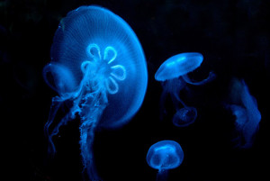 Jellyfish biology immortality science writing immortal jellyfish ...