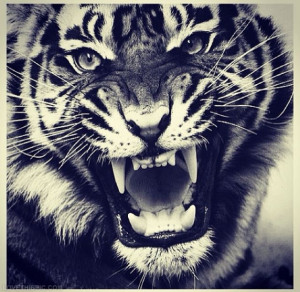 Tiger Quotes Tumblr Tiger