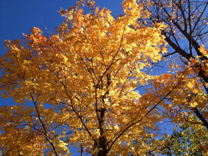 Autumn Quotes: 20 Inspirational Sayings About Fall + Photos