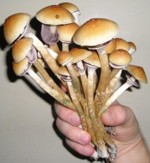 Magic mushrooms Picture Slideshow