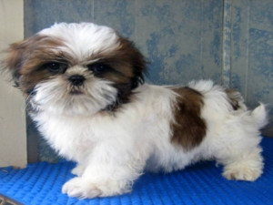 Lovely Pets Shih Tzu Puppies