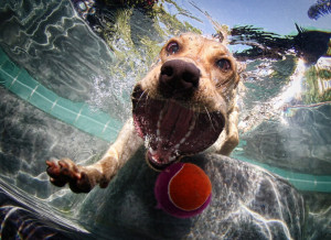 funny+dog+chasing+ball+under+water+photography+cute+pet+animal.jpg