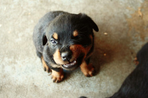 Rottweiler Puppy Images