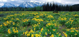 Wyoming sunflowers