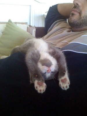 猫咪睡觉姿态各异