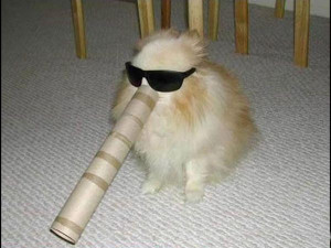 dog quotes dog quotes with images dog quotes with photos dog quotes ...