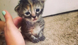 Sad kitten is indeed very sad