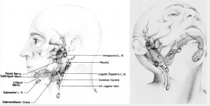 Anatomy Parotid Gland Tumor