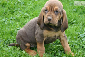 Bloodhound Puppy Picture...