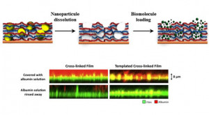 Decorticate vs Decerebrate