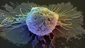 2010 Human Embryonic Stem Cells human embryonic stem cells
