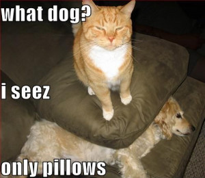 Funny cat & dog | Top 25 funniest cat and dog quotes