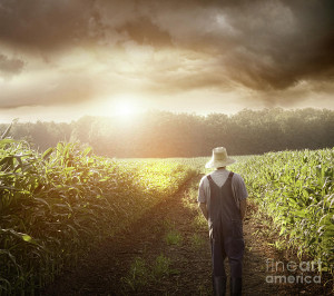 Farmer Walking In Corn Fields At Sunset Photograph