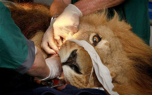 Animals on the operating table: in pictures - Telegraph
