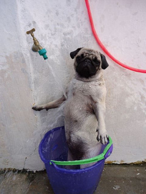pug-love-funny-pug-dog-pics-9