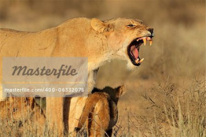 Panthera leo defending her young cubs Kalahari desert South Africa
