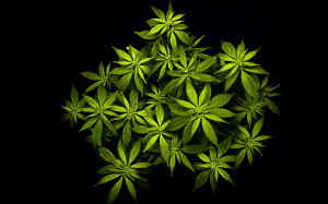 Cannabis Plant Wallpapers on black background. Nicely portrayed weed ...