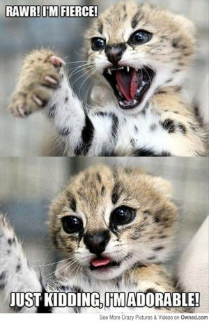 Dr. Jekyll / Mr. Hyde Kitteh!