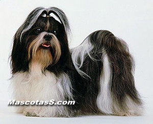 Shih Tzu Razas Perros Peque