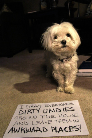 Dog-shaming-drags-out-everyones-dirty-underwear