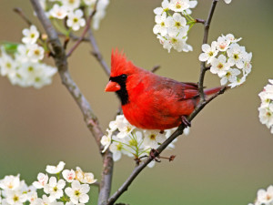 ... -pear-tree-blossoms-with-red-birds-cardinal-birds-pictures.Jpg