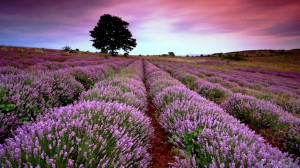 Beautiful Lavender Field...