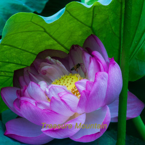 nuphar autocollant roses fleur de lotus
