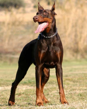 Top 10 Most Dangerous, Expensive, Loyal, Fascinating Dog Breeds