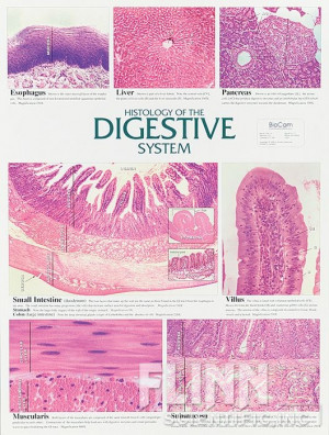Digestive System Chart