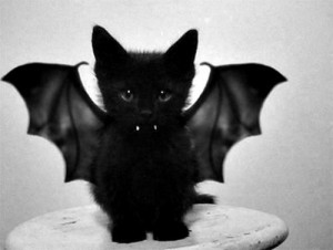 Vampire Bat Kitten - Halloween - Scary NOT :)