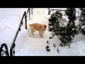 Too Much Snow For The #Dog - #funny