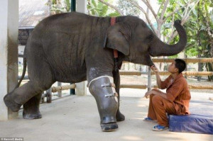 elephant Mosha , prosthetic leg, in 2007 ,save animal,Kindness ...