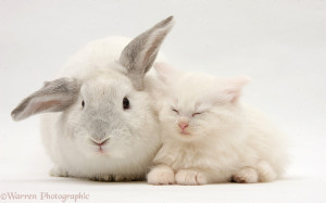 White Maine Coon Kitten And