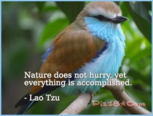 Nature does not hurry, yet everything is accomplished...one of my ...